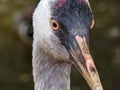 Bird face American crane.