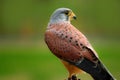 Bird Falco sparrow hawk, American kestrel Royalty Free Stock Photo