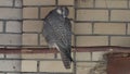 Bird, Falconiformes family-peregrine falcon