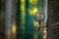 Bird in fall forest. Goshawk, Accipiter gentilis, bird of prey sitting oh the branch in autumn forest in background. Evening light