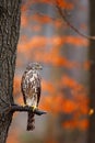 Bird in fall forest. Goshawk, Accipiter gentilis, bird of prey sitting oh the branch in autumn forest in background