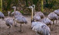 Bird family of American rheas together, big group of flightless birds, Near threatened animals from America