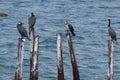 Bird family of large cormorants Royalty Free Stock Photo