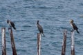 Bird family of large cormorants Royalty Free Stock Photo