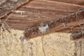 Bird family at nest. Feeding small birds, newborns. Swallow protecting newborn birds inside barn. Nest with five young swallow Royalty Free Stock Photo