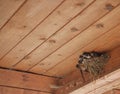 Bird family at nest. Feeding small birds, newborns. Swallow protecting newborn birds inside barn