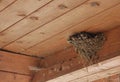 Bird family at nest. Feeding small birds, newborns. Swallow protecting newborn birds inside barn Royalty Free Stock Photo