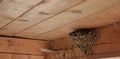 Bird family at nest. Feeding small birds, newborns. Swallow protecting newborn birds inside barn