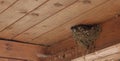 Bird family at nest. Feeding small birds, newborns. Swallow protecting newborn birds inside barn Royalty Free Stock Photo