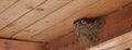 Bird family at nest. Feeding small birds, newborns. Swallow protecting newborn birds inside barn