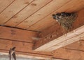 Bird family at nest. Feeding small birds, newborns. Swallow protecting newborn birds inside barn Royalty Free Stock Photo
