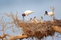 Bird family in nest. Parents with chicks. Young jabiru, tree nest with blue sky, Pantanal, Brazil, Wildlife scene from South Ameri