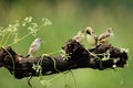Bird family is perched on a tree branch enjoying the morning Royalty Free Stock Photo