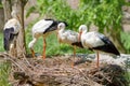Bird a family of storks builds a nest