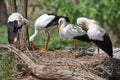 Bird a family of storks builds a nest Royalty Free Stock Photo