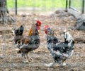 Couple of pugnacious aggressive red cocks in a chicken coop Royalty Free Stock Photo