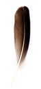 Bird feather isolated on vertical view