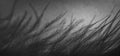 Bird feather abstract background. Feather texture closeup, macro. Banner. Fluffy black plume Royalty Free Stock Photo