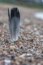 Bird feather on beach pebble Royalty Free Stock Photo