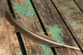 Bird feather Royalty Free Stock Photo