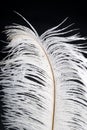 Bird feather on black background Royalty Free Stock Photo