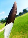 bird feather black and white