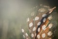 Bird feather on blurred background