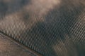 Bird feather close-up. Dark brown spotted natural wallpaper with a rhythmic pattern. Tinted background as if with soot. Macro Royalty Free Stock Photo