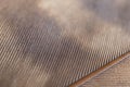 Bird feather close up. Light brown natural background or wallpaper with a rhythmic pattern. Macro Royalty Free Stock Photo