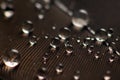 Bird feather close up with water drops Royalty Free Stock Photo