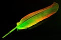 Bird feather color close-up isolated on a black background, light and airy. The pen is lightweight material, allows birds to fly,