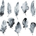 Bird feather element set. Hand drawn watercolor illustration Royalty Free Stock Photo