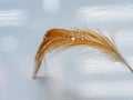 Bird feather with few drops of water or dew Royalty Free Stock Photo