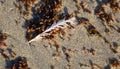 Bird feather lying on the beach sand and sea weed in Laguna Beach, California. Royalty Free Stock Photo