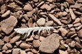 A Bird Feather Among The Rocks Royalty Free Stock Photo