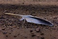 Bird feather on sandy beach Royalty Free Stock Photo