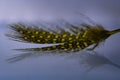 Bird feather on water macro photography.