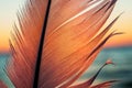 Bird feather on sunset background Royalty Free Stock Photo