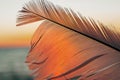Bird feather on sunset background Royalty Free Stock Photo