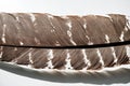 Bird feather texture close up, abstract background