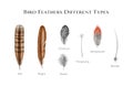 Bird feather types set. Watercolor illustration. Various bird feather style collection. Flight, tail, down, contour Royalty Free Stock Photo