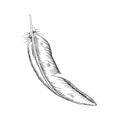 Bird feather vector illustration. Hand drawn feather illustration. Bird plumage. Writing pen. Vector Boho element. Old Royalty Free Stock Photo