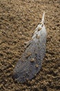 Bird feather with water drops on the sand of a beach Royalty Free Stock Photo