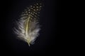 Bird feather on water macro photography.