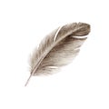 Bird feather watercolor realistic close up illustration. Duck or goose soft natural down image. Fluffy smooth quill  on wh Royalty Free Stock Photo