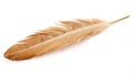 Bird feather on white background. Beautiful bird plumage or wing element, isolated smooth feather. Generated AI.