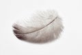 Bird feather on a white background, eiderdown, natural insulation