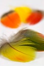 Bird Feathers Royalty Free Stock Photo