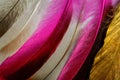 Colorful bird feathers close-up