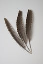 Bird feathers Royalty Free Stock Photo